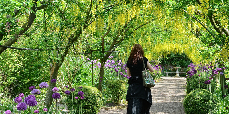 The best way to Prune Chinese Elms
