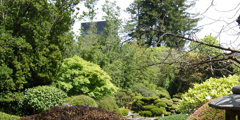 The best way to Replant Perennials