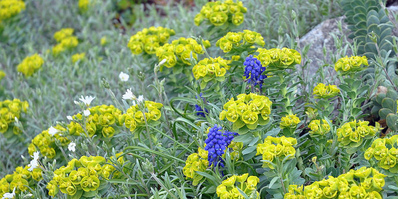 Butterfly Bush Pests and the Best Way To Get Rid of Them