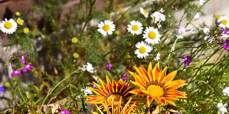 How to Stop Weeds With Plastic