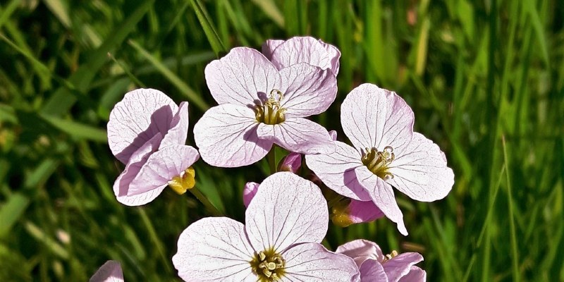 Low-Maintenance Flower Bed Without Weed Pulling