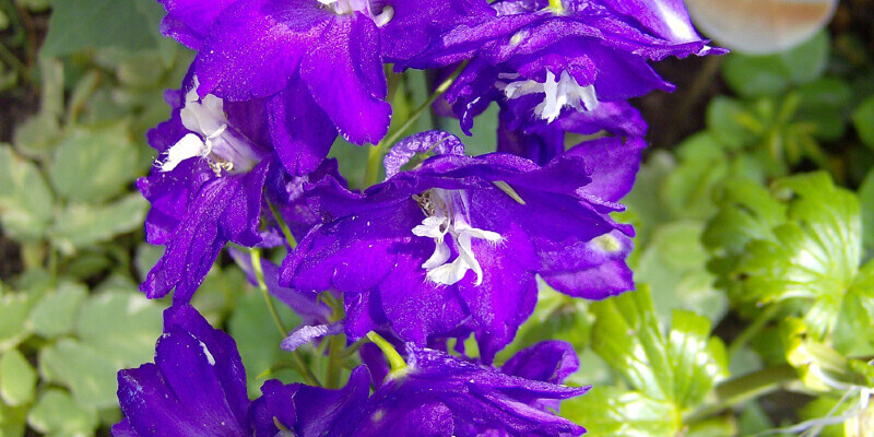 Tall Multiple Bloom Flowers