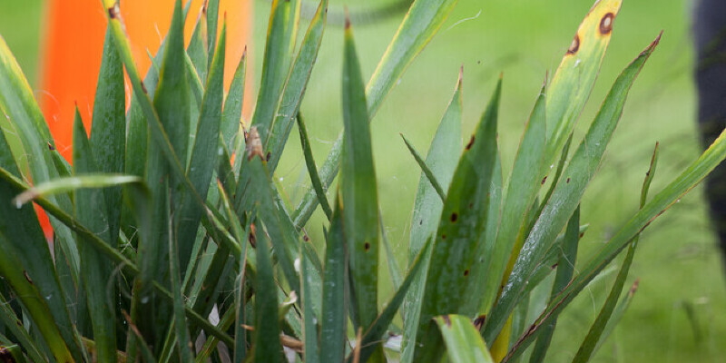 Copper Sizes for Fruit Trees